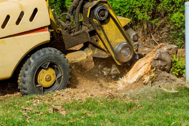 How Our Tree Care Process Works  in  Prague, OK